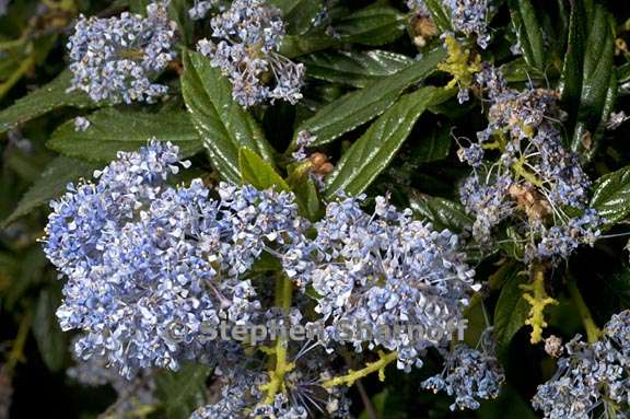 ceanothus papillosus x thyrsiflorus 2 graphic